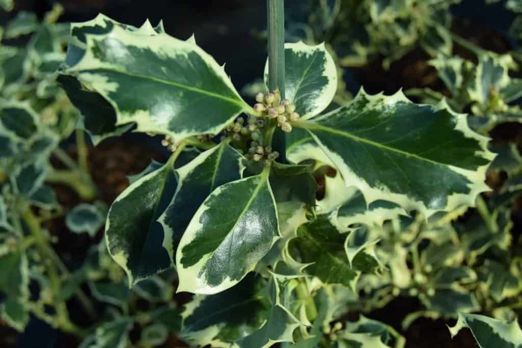 Ilex aquifolium 'Argentea Marginata' 40-60 cm