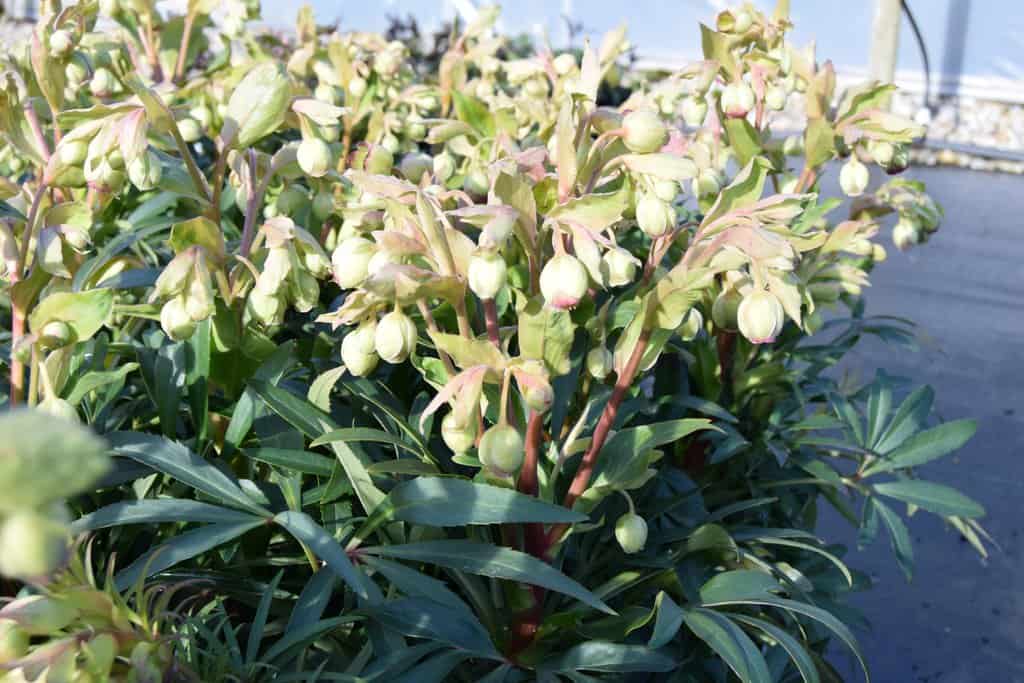 Helleborus foetidus