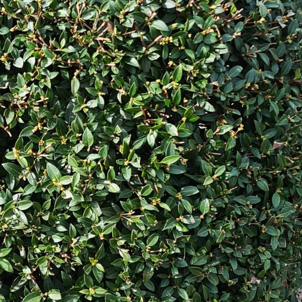 Osmanthus x burkwoodii 150-175 cm