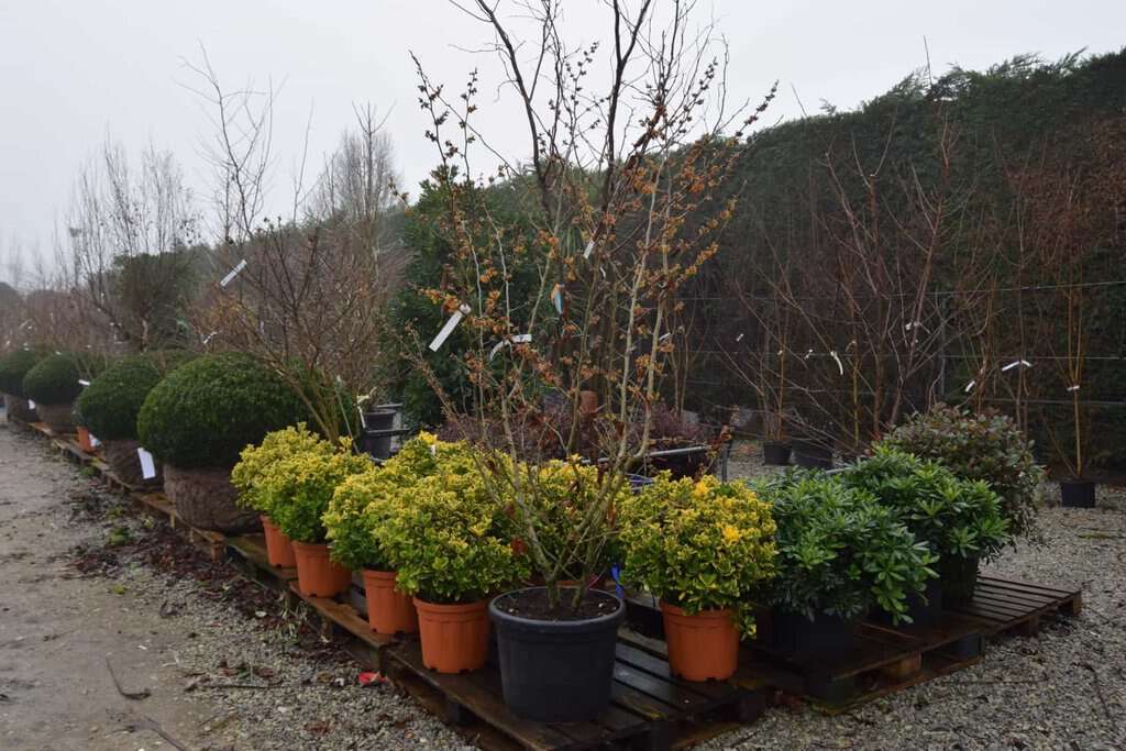 Hamamelis x intermedia 'Orange Beauty' 125-150 cm