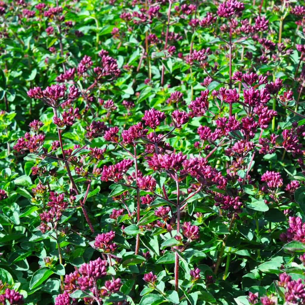 Origanum 'Rosenkuppel' ---