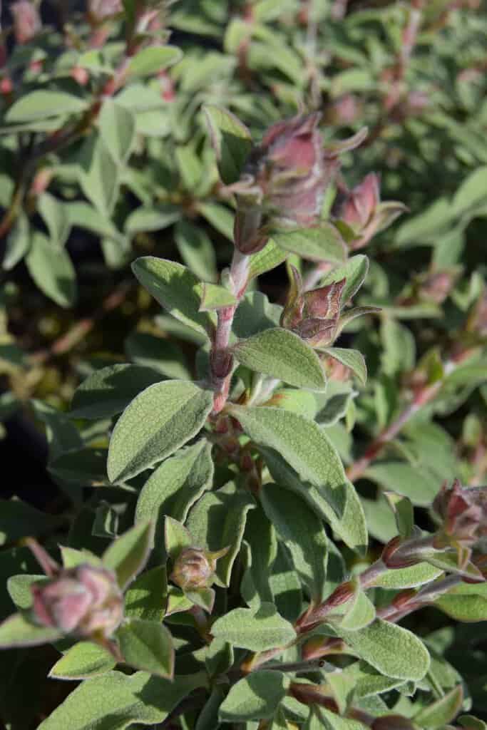 Cistus 'Grayswood Pink' 20-30 cm