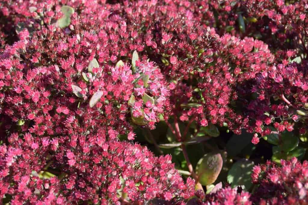 Sedum 'Ruby Glow'