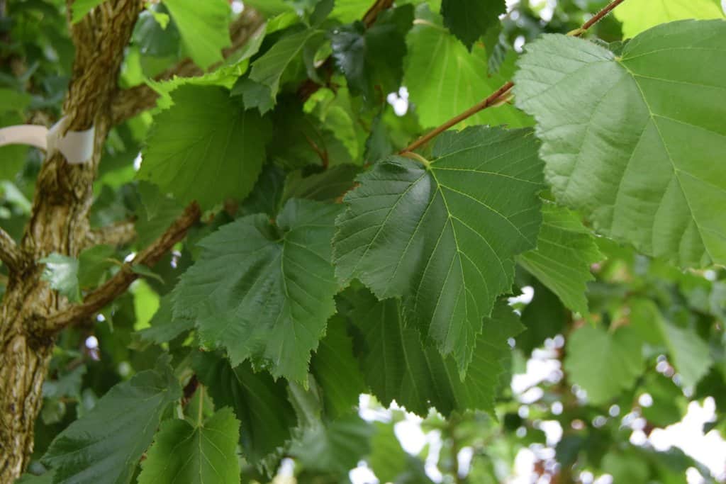 Corylus colurna 18-20 EHS