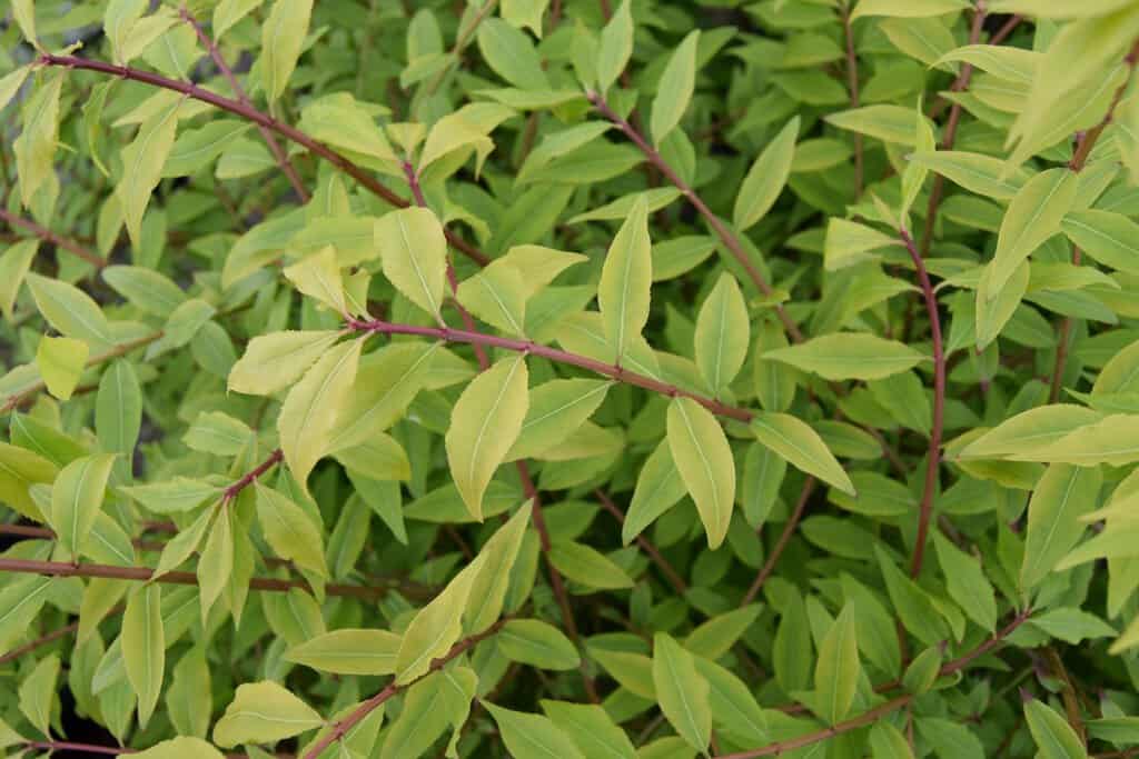 Euonymus alatus 125-150 cm