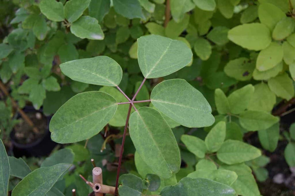 Akebia quinata 125-150 cm