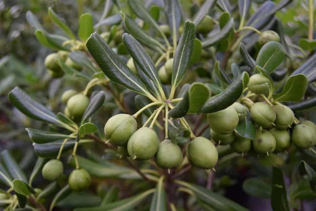 Pittosporum tobira 30-40 cm