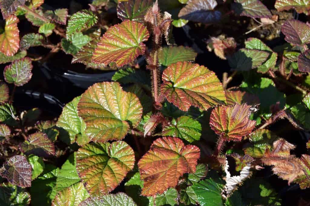 Rubus tricolor