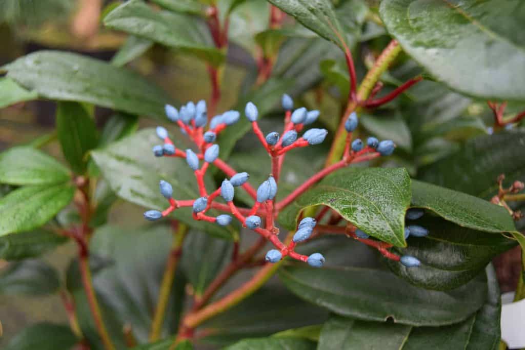 Viburnum davidii 20-30 cm