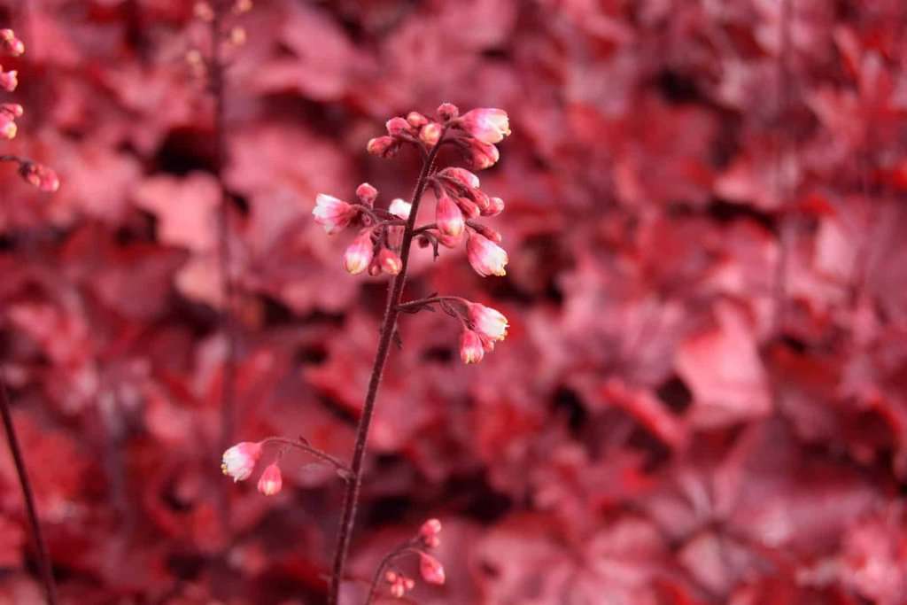 Heuchera 'Fire Chief' ®