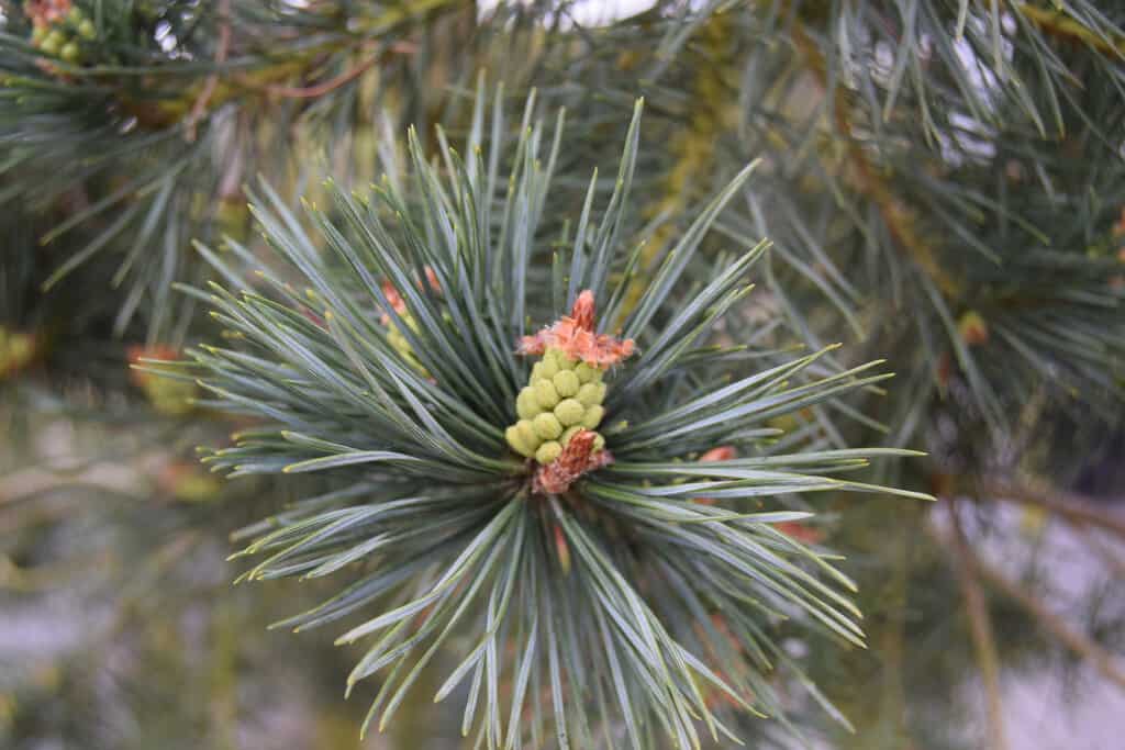 Pinus sylvestris 175-200 cm