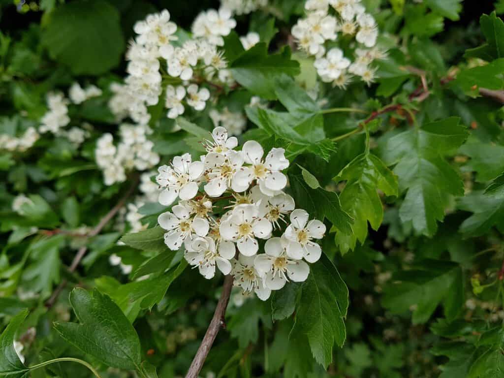 Crataegus monogyna 175-200 cm