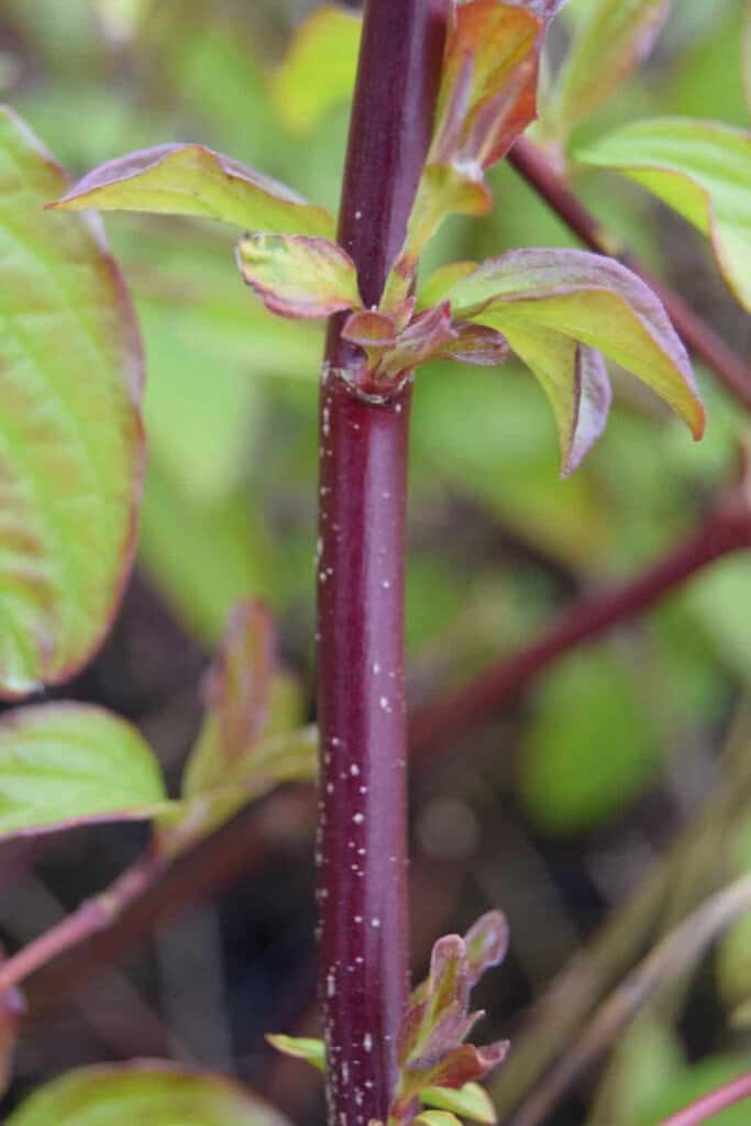 Cornus sanguinea 80-100 cm