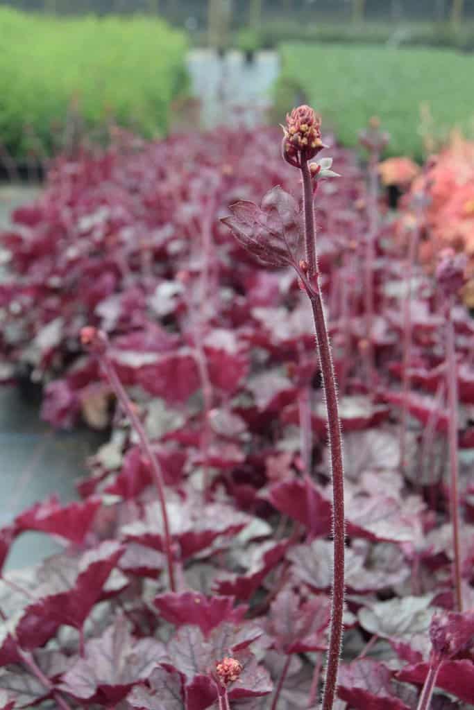 Heuchera 'Silver Scrolls' ® ---
