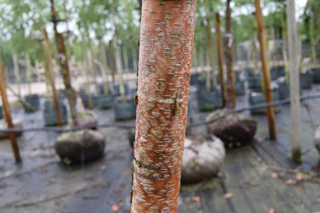 Betula papyrifera 20-25 SM