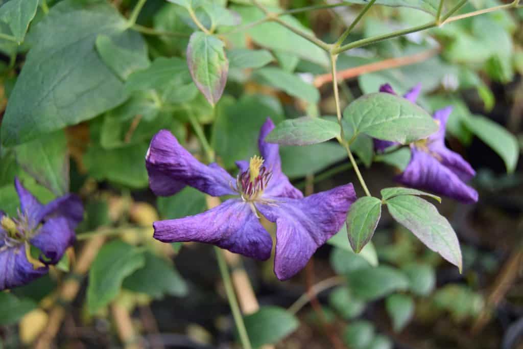Clematis viticella 'Polish Spirit'