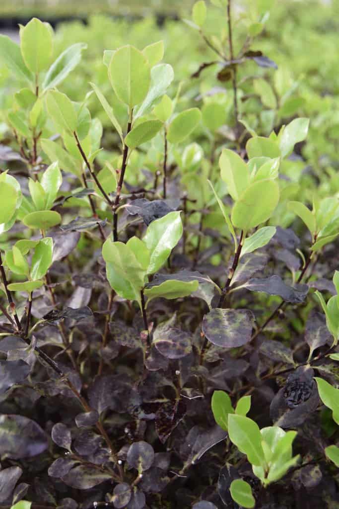 Pittosporum tenuifolium 'Tom Thumb'