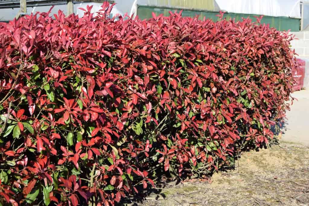 Photinia x fraseri 'Red Robin' 100-125 cm