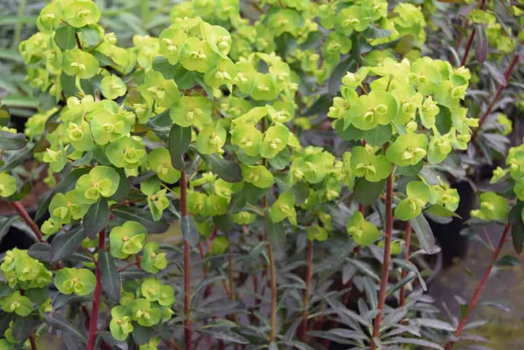 Euphorbia amygdaloides 'Purpurea' 20-30 cm