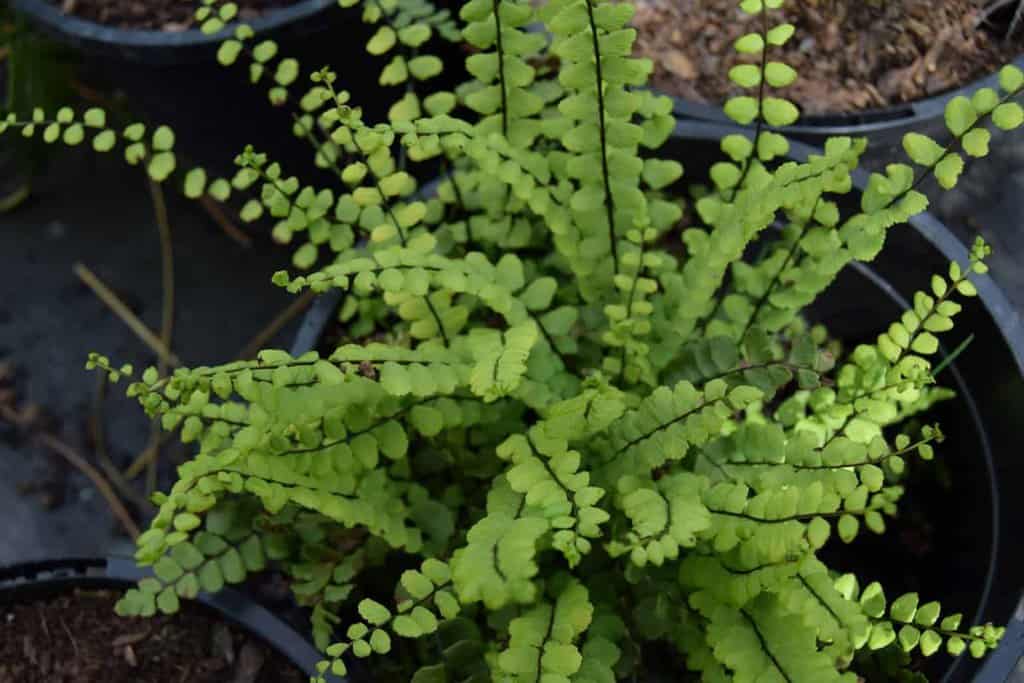 Asplenium trichomanes ---