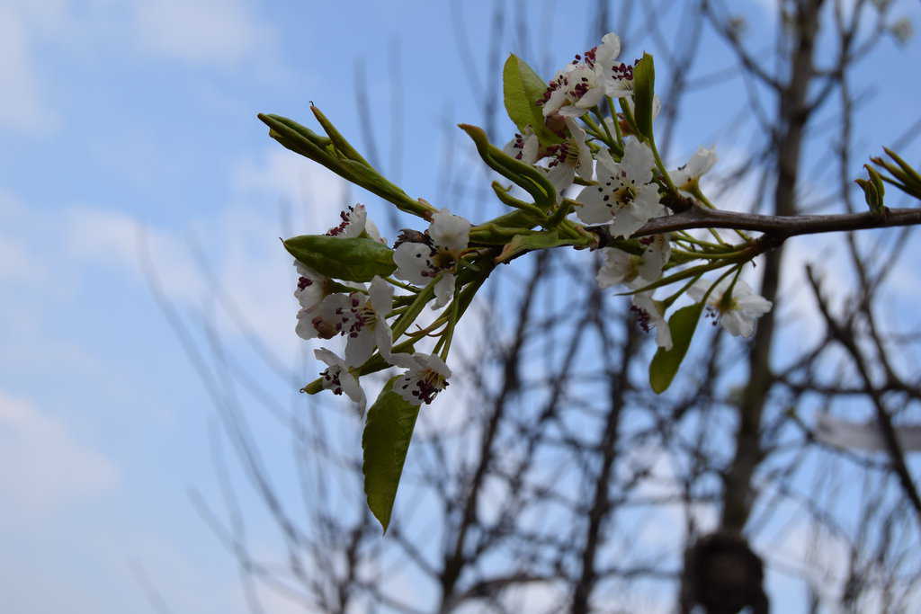 Pyrus calleryana 'Chanticleer' 18-20 EHS