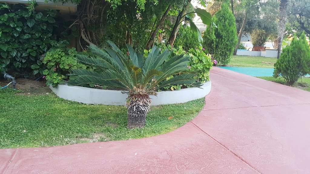 Cycas revoluta 30-40 cm