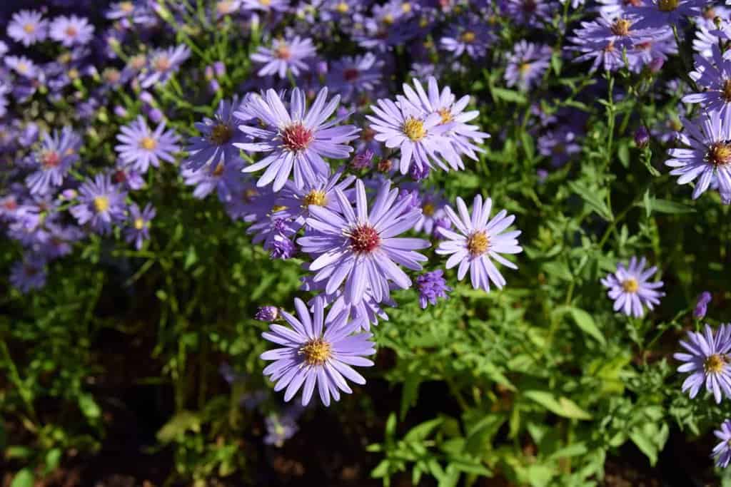 Symphyotrichum 'Little Carlow'