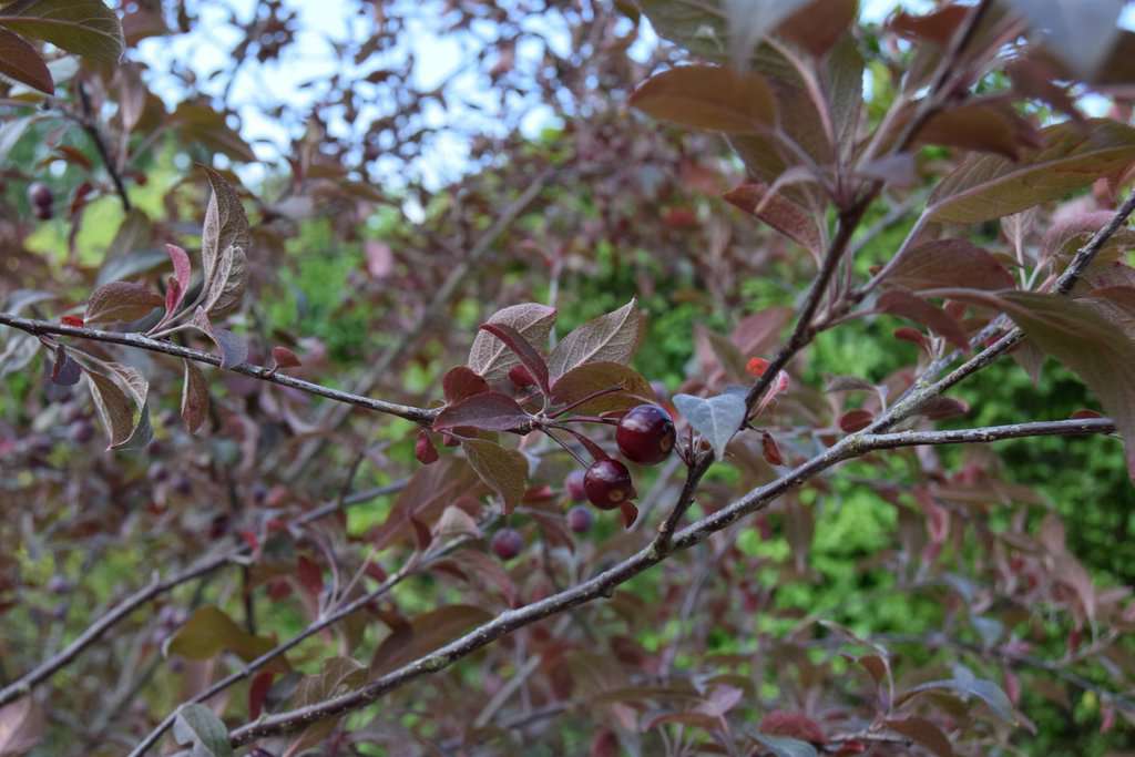 Malus x robusta 'Red Sentinel' 175-200 cm