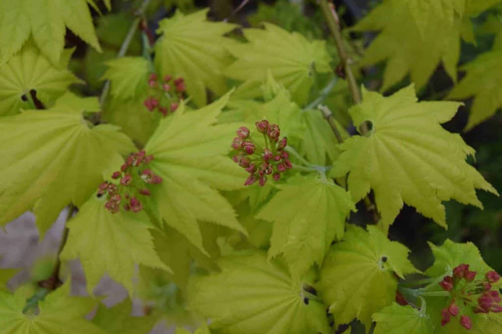Acer palmatum 'Aureum' 200-250 cm
