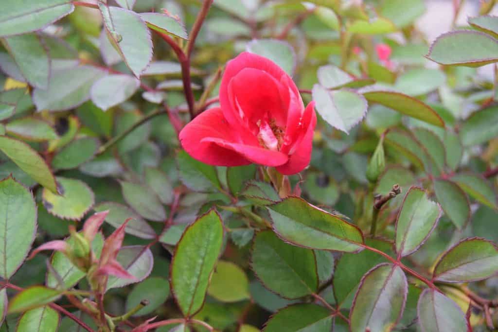 Rosa Red Meidiland ® ---