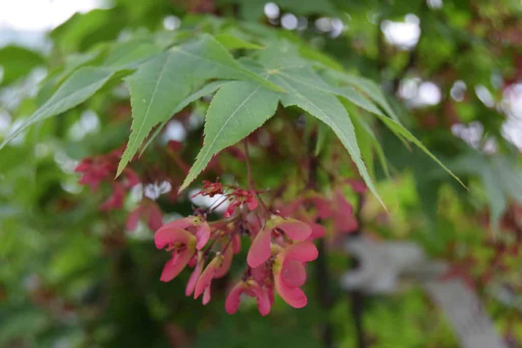 Acer palmatum 'Ôsakazuki' 200-250 cm