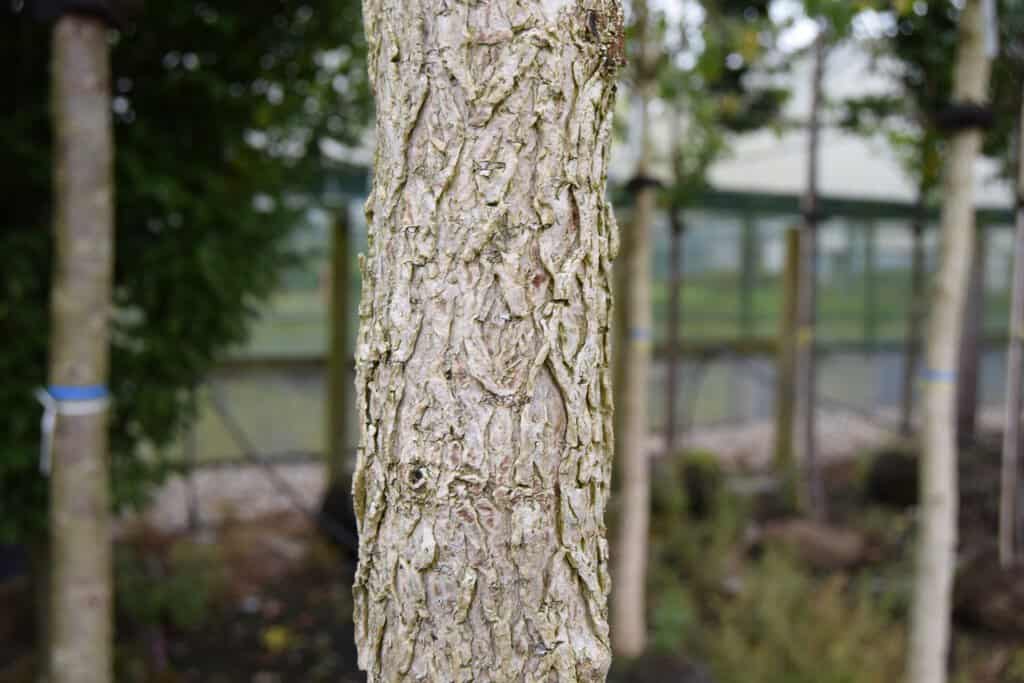 Corylus colurna 18-20 EHS