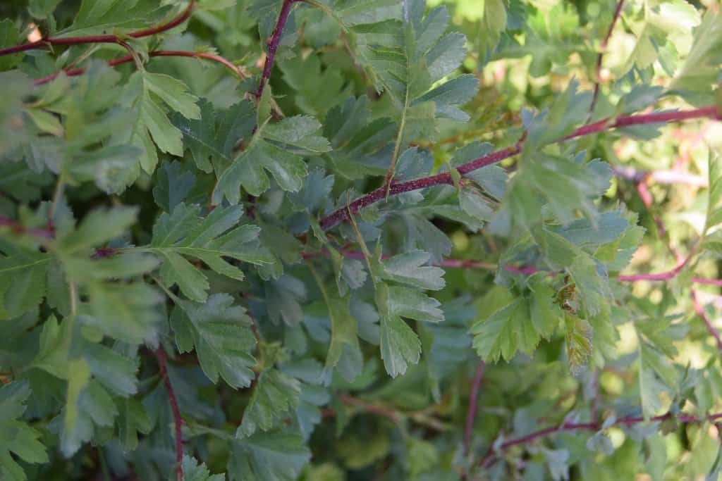 Crataegus monogyna 175-200 cm