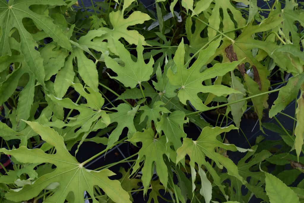 Fatsia polycarpa 'Green Fingers'