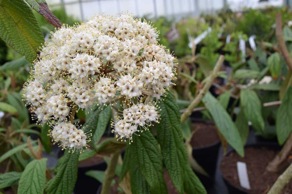 Viburnum rhytidophyllum 150-175 cm