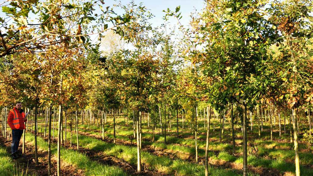 Quercus robur 14-16 EHS