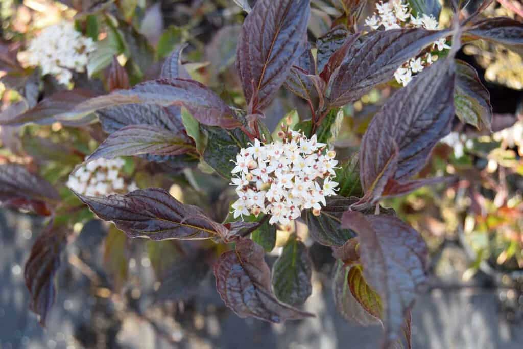 Cornus alba 'Kesselringii' 80-100 cm