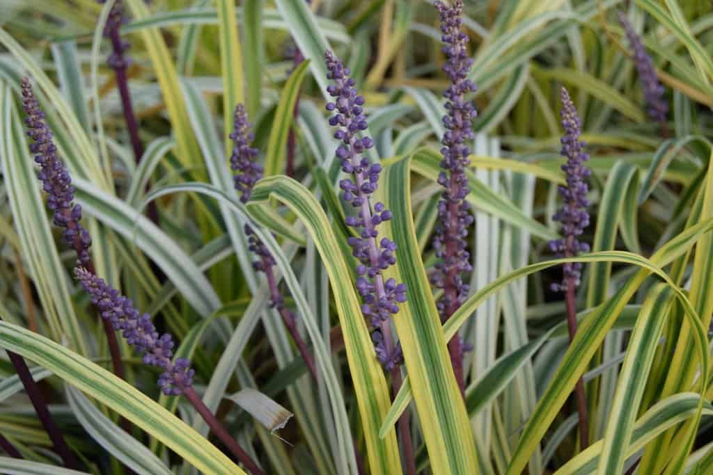 Liriope muscari 'Variegata' ---