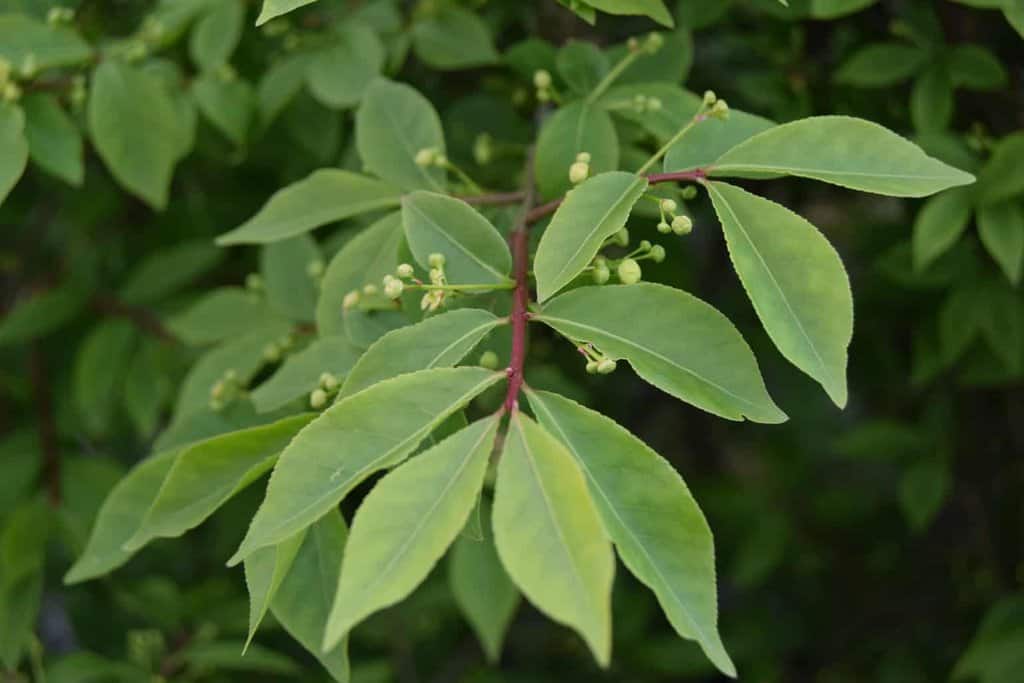 Euonymus alatus 'Compactus' 60-80 cm