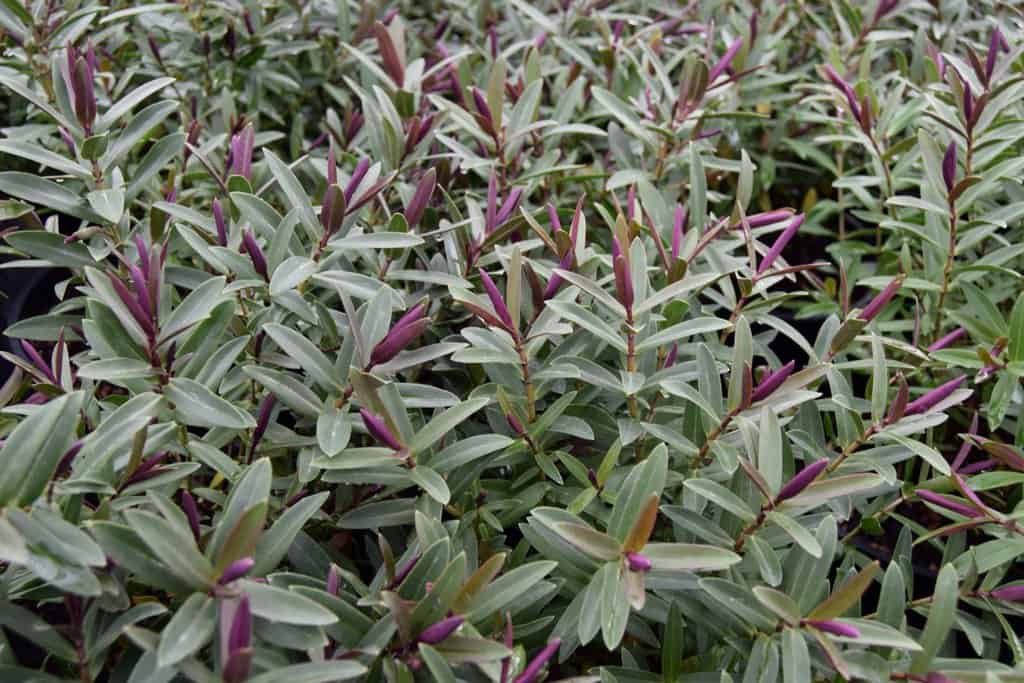 Hebe 'Caledonia'