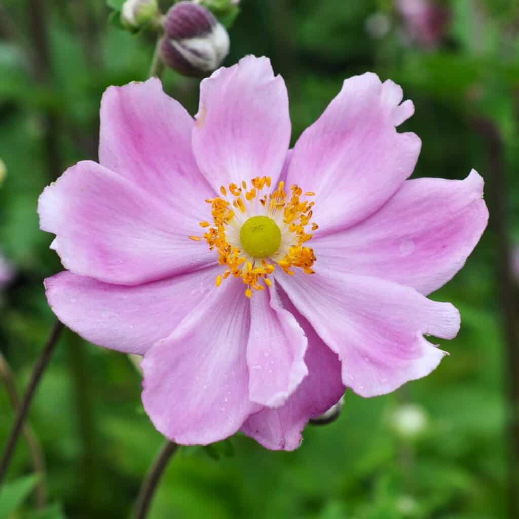Anemone x hybrida 'Königin Charlotte'