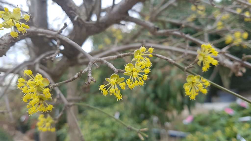 Cornus mas 175-200 cm