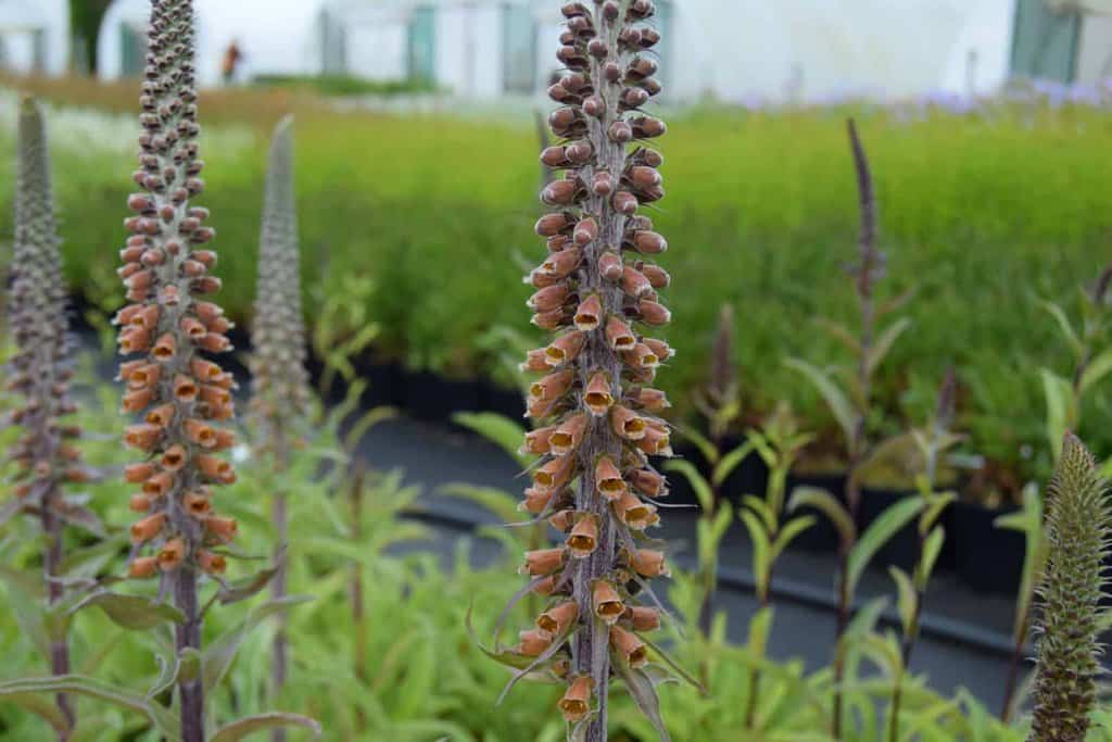 Digitalis parviflora