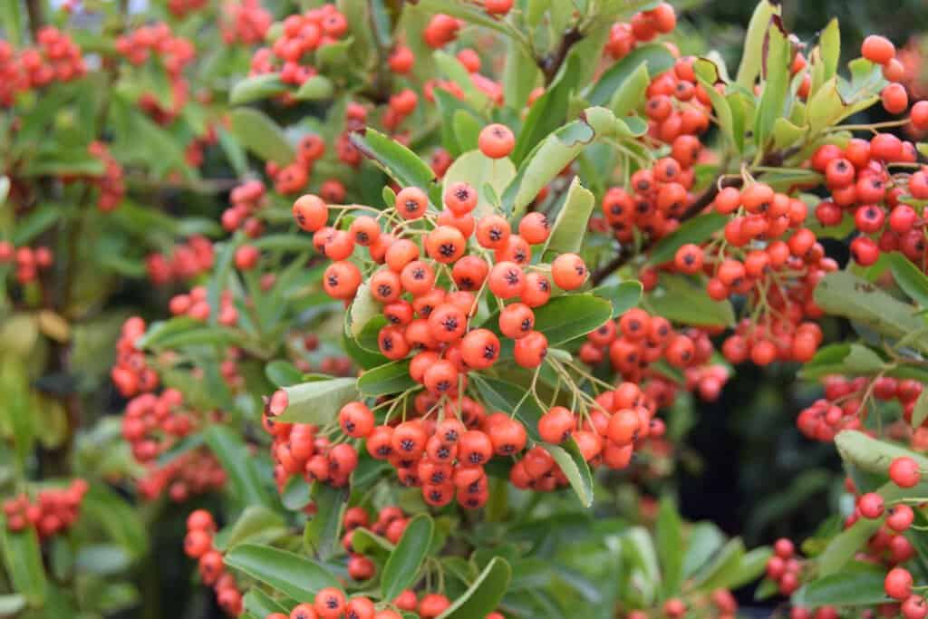 Pyracantha coccinea 'Red Column' 60-80 cm