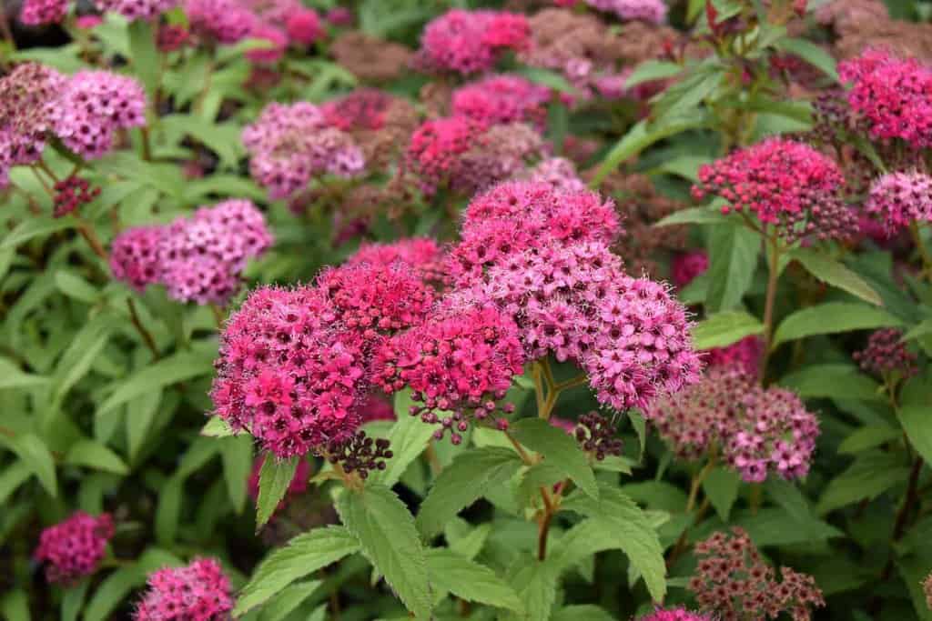 Spiraea japonica 'Anthony Waterer' 40-60 cm