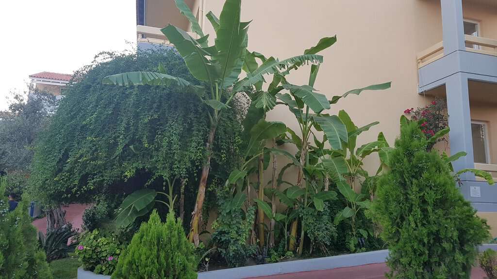 Musa basjoo 200-250 cm