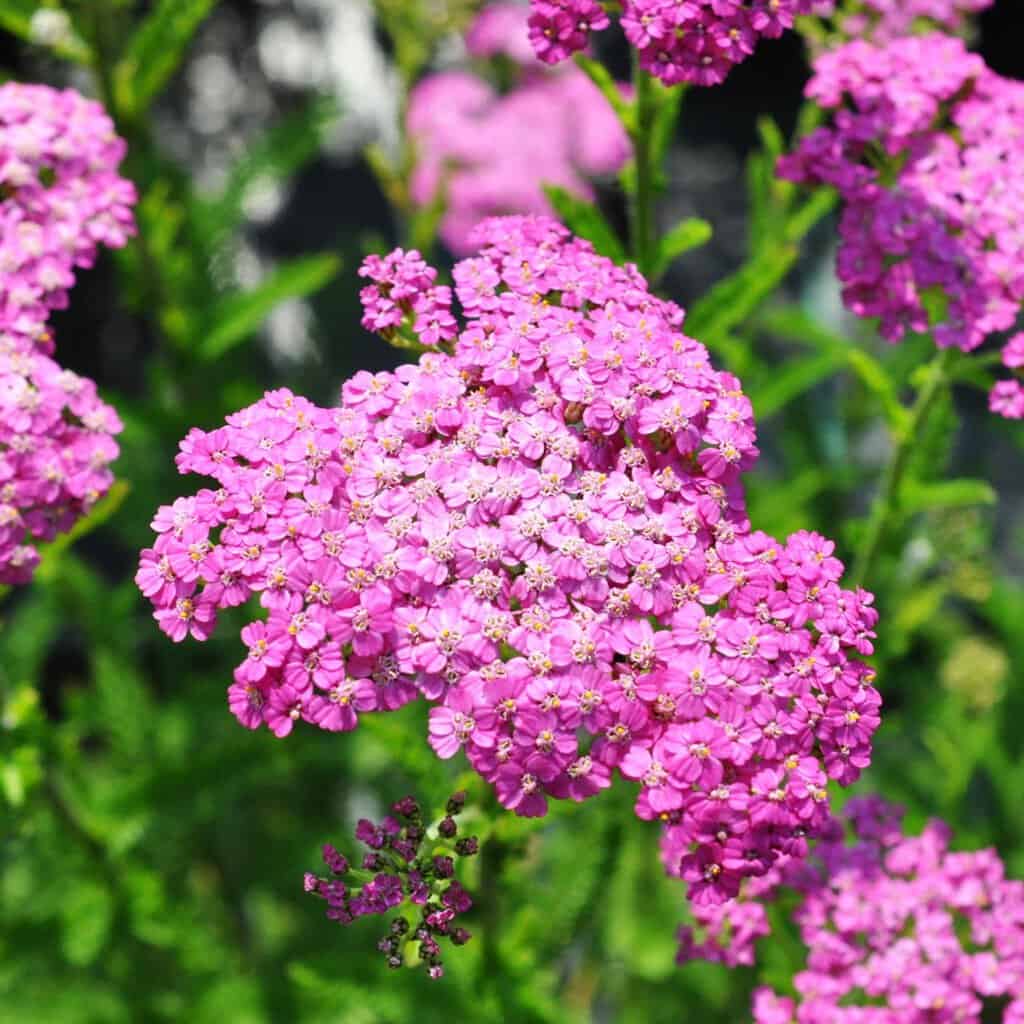 Achillea millefolium 'Lilac Beauty'