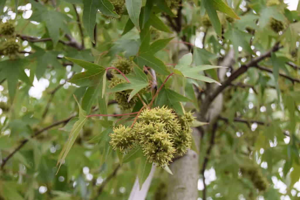 Liquidambar styraciflua 'Worplesdon' 150-175 cm