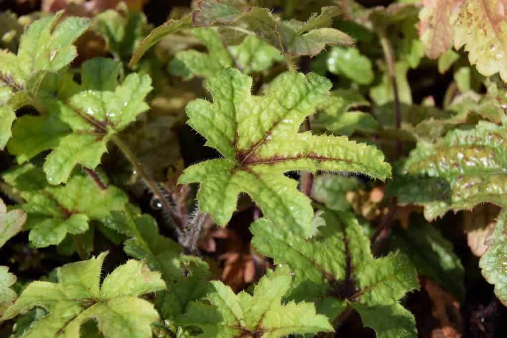 Heucherella 'Kimono' ® ---