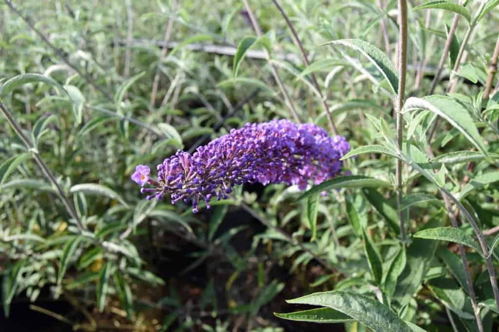 Buddleja davidii 'Nanho Blue'